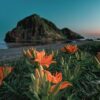 宮古島 ニュース・話題 - flowers, coast, plant, lily, lilium maculatum, flower wallpaper, flower background, nature, landscape, sado island, beautiful flowers, endemic plant in japan, japan sea