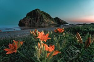 宮古島 ニュース・話題 - flowers, coast, plant, lily, lilium maculatum, flower wallpaper, flower background, nature, landscape, sado island, beautiful flowers, endemic plant in japan, japan sea