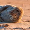 宮古島 観光・スポット - gray seal, seal, halichoerus grypus, beach, dune, helgoland, north sea, sea island, nature, island, sea, water, sea creatures