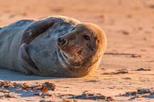 宮古島 観光・スポット - gray seal, seal, halichoerus grypus, beach, dune, helgoland, north sea, sea island, nature, island, sea, water, sea creatures