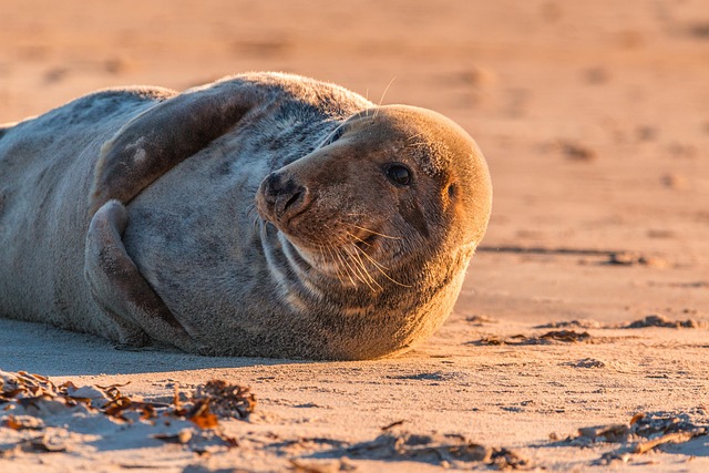 宮古島 観光・スポット - gray seal, seal, halichoerus grypus, beach, dune, helgoland, north sea, sea island, nature, island, sea, water, sea creatures