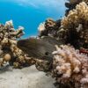 宮古島 マリン・アクティビティ - giant moray, corals, underwater, nature, moray eel, red sea, dive, sea, fish