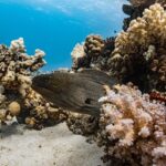 宮古島 マリン・アクティビティ - giant moray, corals, underwater, nature, moray eel, red sea, dive, sea, fish