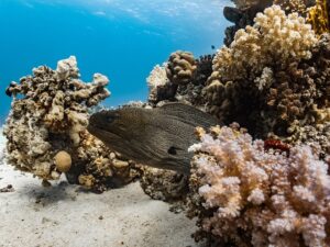 宮古島 マリン・アクティビティ - giant moray, corals, underwater, nature, moray eel, red sea, dive, sea, fish
