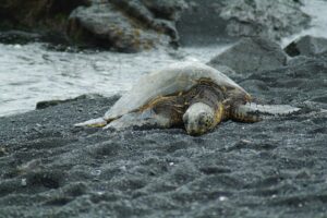 宮古島 観光・スポット - hawaii, turtle, the sea is for, sea, summer, nature, diving, okinawa, summer vacation, beach, wild animals, spawning, van car, waikiki, oahu, island of hawaii, holidays, holiday, golden week