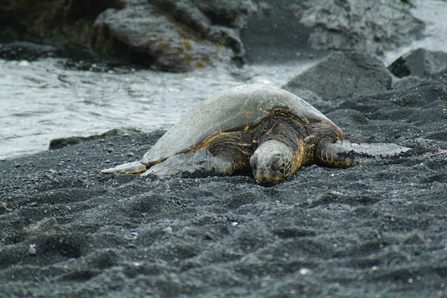 宮古島 観光・スポット - hawaii, turtle, the sea is for, sea, summer, nature, diving, okinawa, summer vacation, beach, wild animals, spawning, van car, waikiki, oahu, island of hawaii, holidays, holiday, golden week